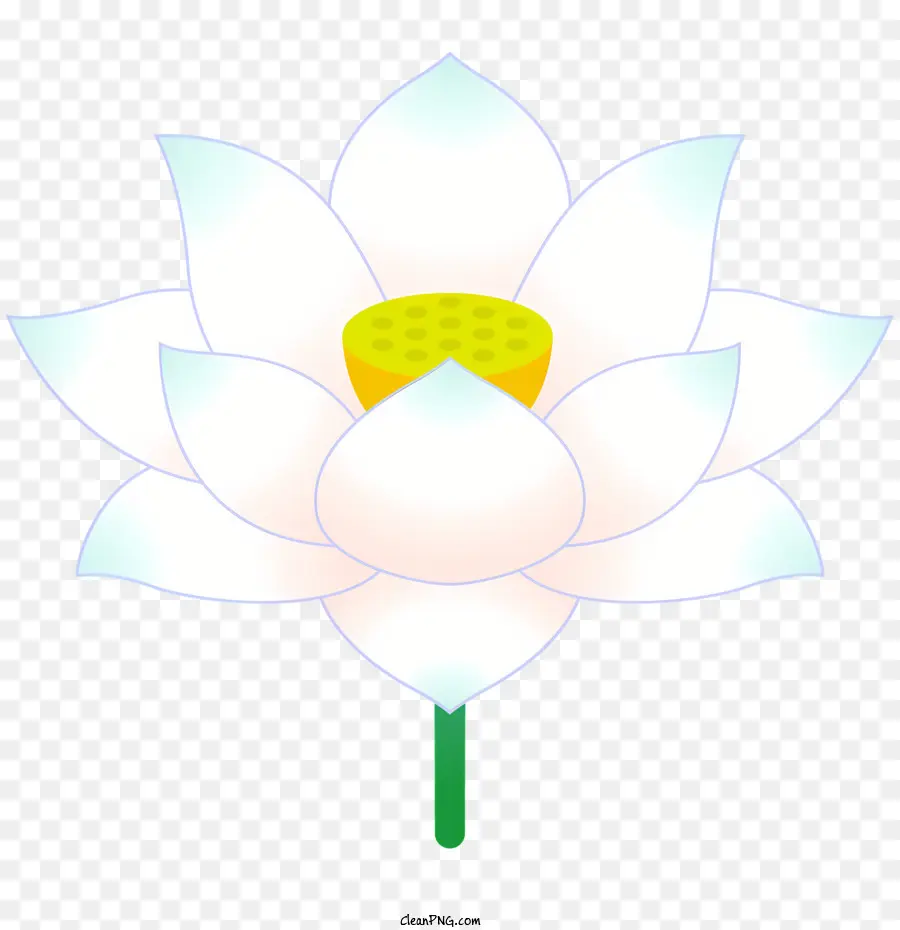 fiore di loto - Loto bianco con petali chiusi e gambo verde
