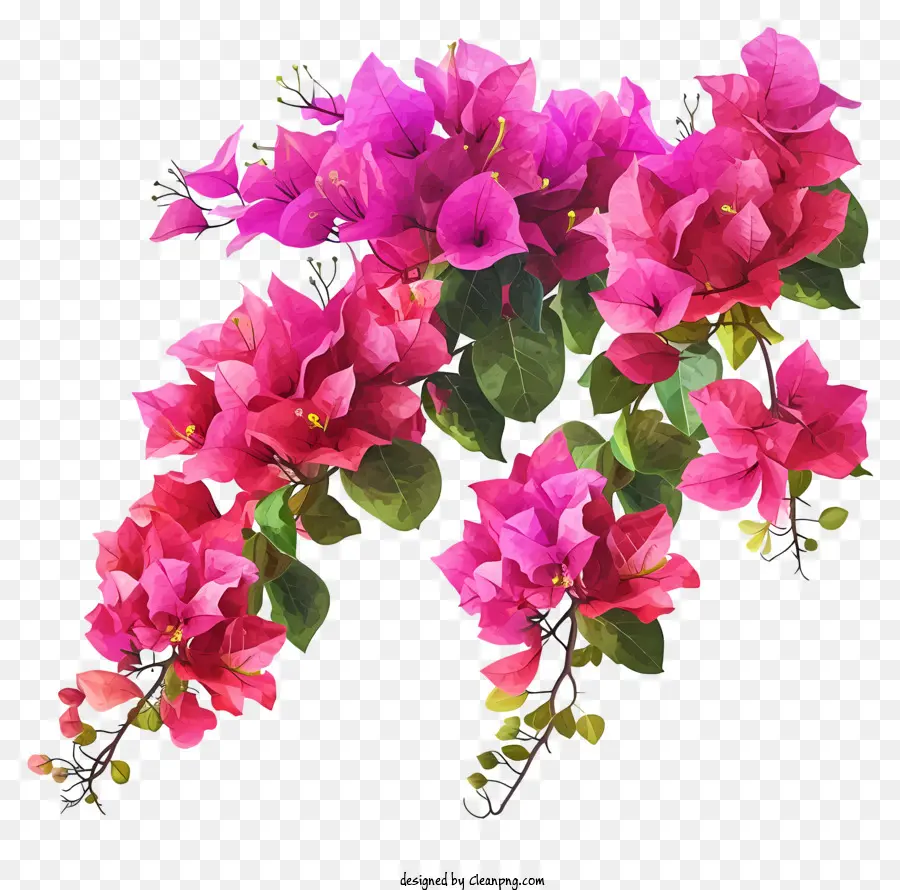 Disegno vettoriale Disegno bougainvillea fiori rosa bouquet sfondo scuro - Bouquet di fiori rosa con sfondo scuro, vibrante e luccicante
