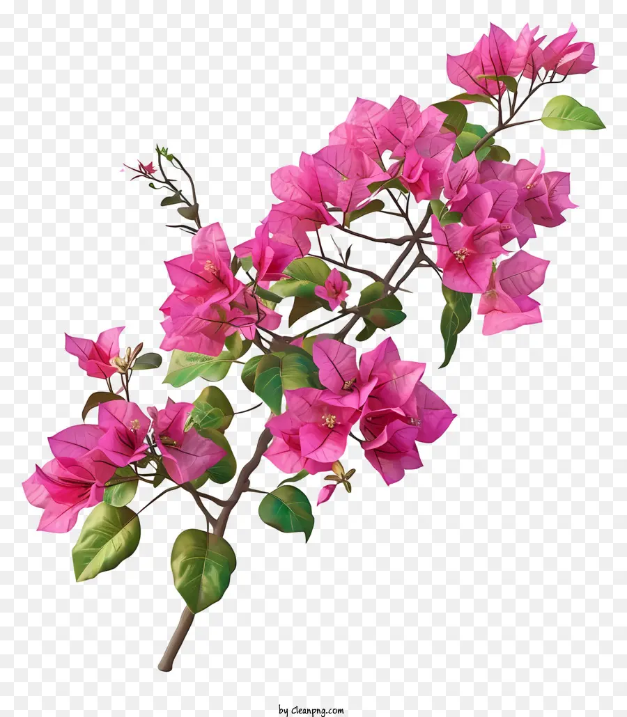 Branch di fiori rosa 3D realistici bougainville fiorini rosa piena - Bouquet di fiori rosa su ramo, sfondo fluttuante, nero
