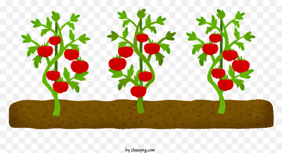 Biểu tượng Cây cà chua Cánh đồng của nhà máy trồng thực vật trên các giai đoạn cà chua - Cây cà chua thuộc các giai đoạn tăng trưởng khác nhau trên cánh đồng