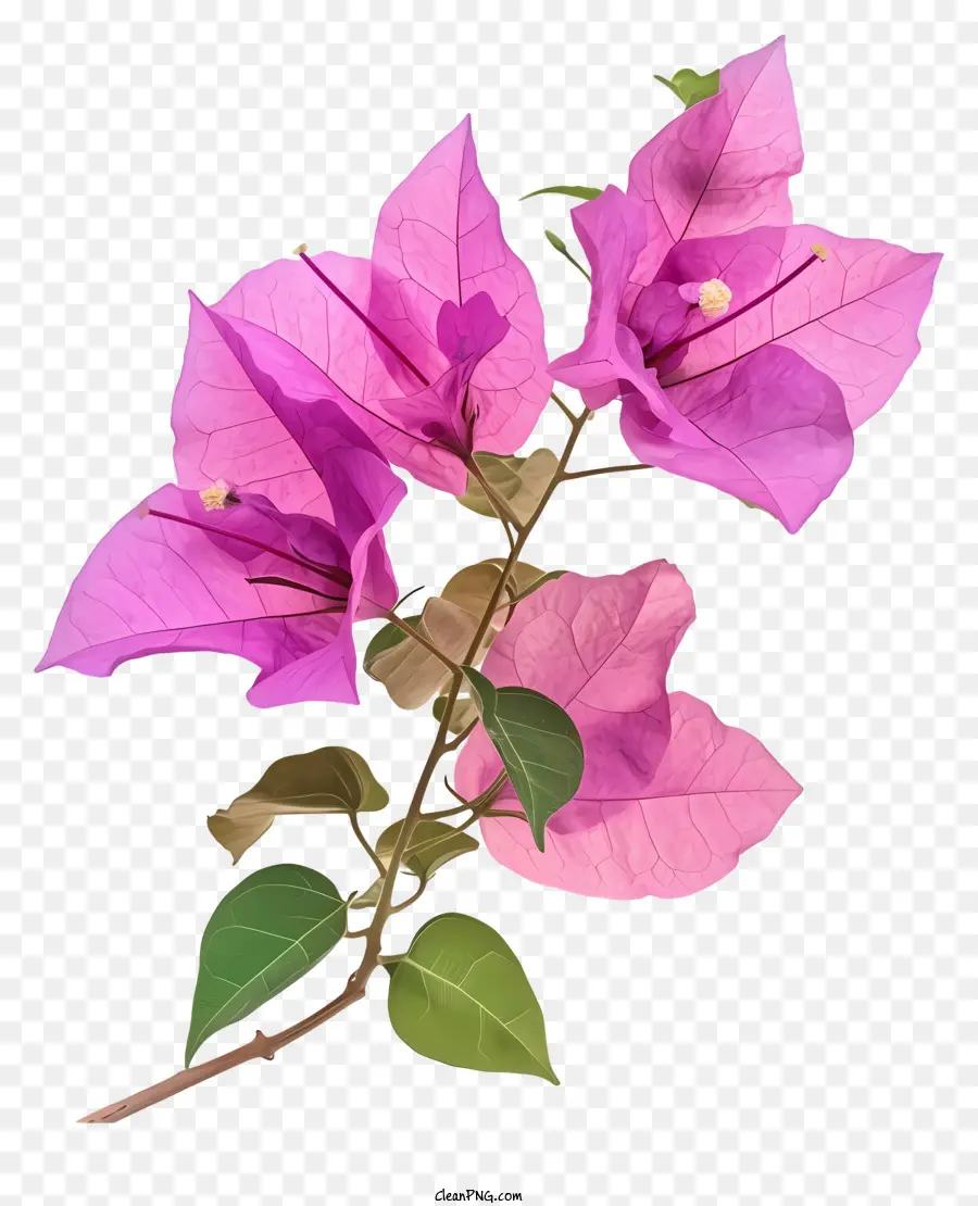Bougainvillea Pink Bougainvillea Blume Blühen Knospen und Blütenblätterentwicklungsphasen - Pink Bougainvillea Blume blüht mit grünen Blättern