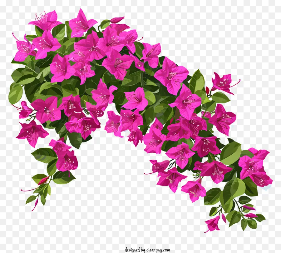 trang trí hoa - Bóng hoa màu hồng trong bình trên nền đen