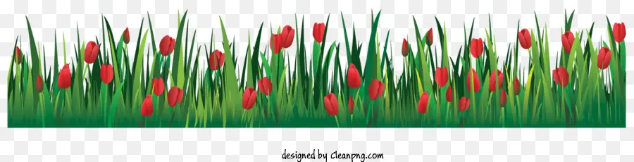 Blume Grenze - Hochauflösendes Bild des grünen Feldes mit roten Blüten