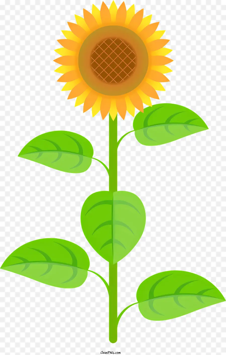 Sonnenblume - Realistisches Sonnenblumenbild mit lebendigen Farben