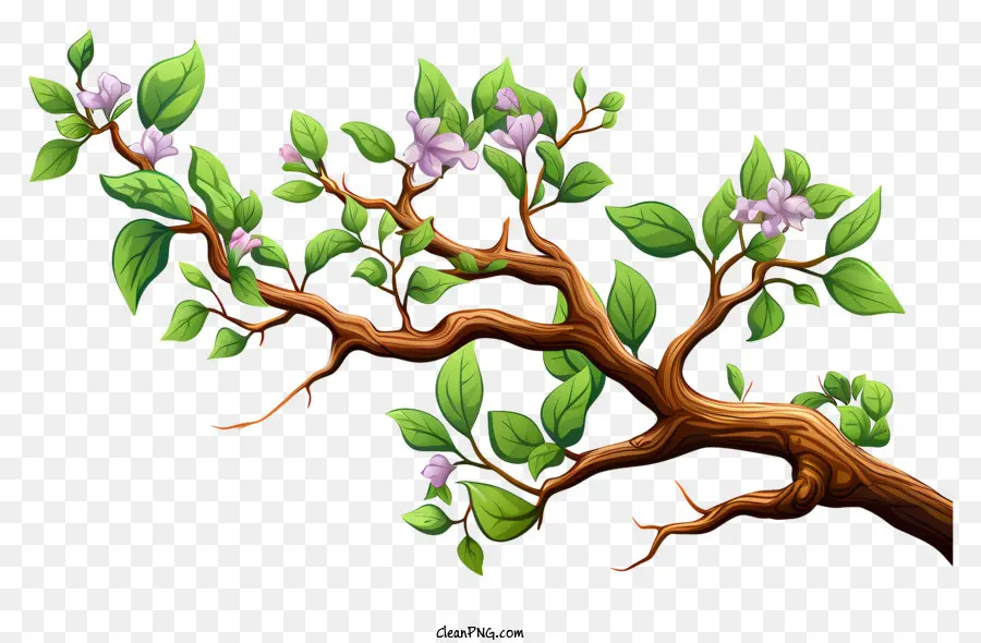 ramo di albero - Fiori rosa appesi dal ramo dell'albero verde