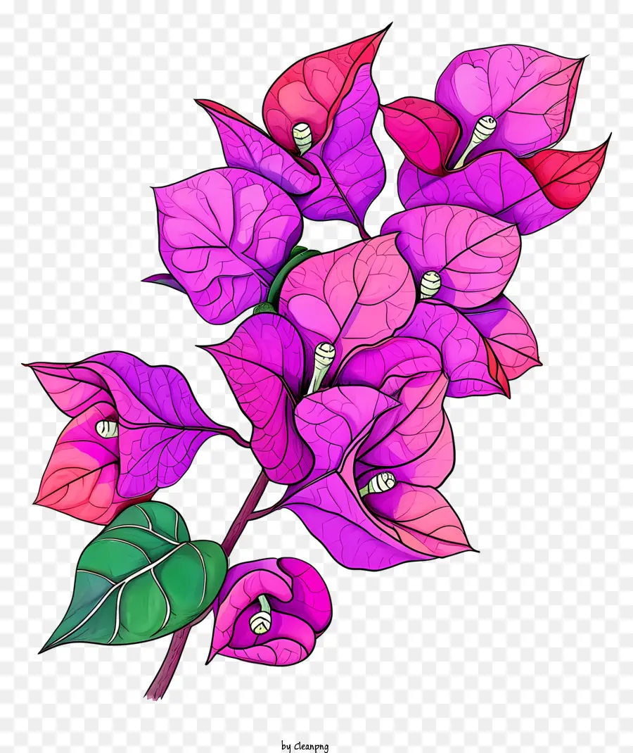 Hand gezeichnet Bougainvillea Bougainvillea Bunt Blumen Pink Bougainvillea Purple Bougainvillea - Lebendige Bougainvillea -Blumen, die auf schwarzem Hintergrund angeordnet sind