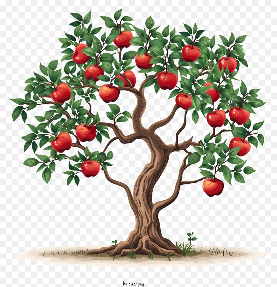 Apfelbaum - Schwarz -Weiß -Bild eines gesunden Apfelbaums
