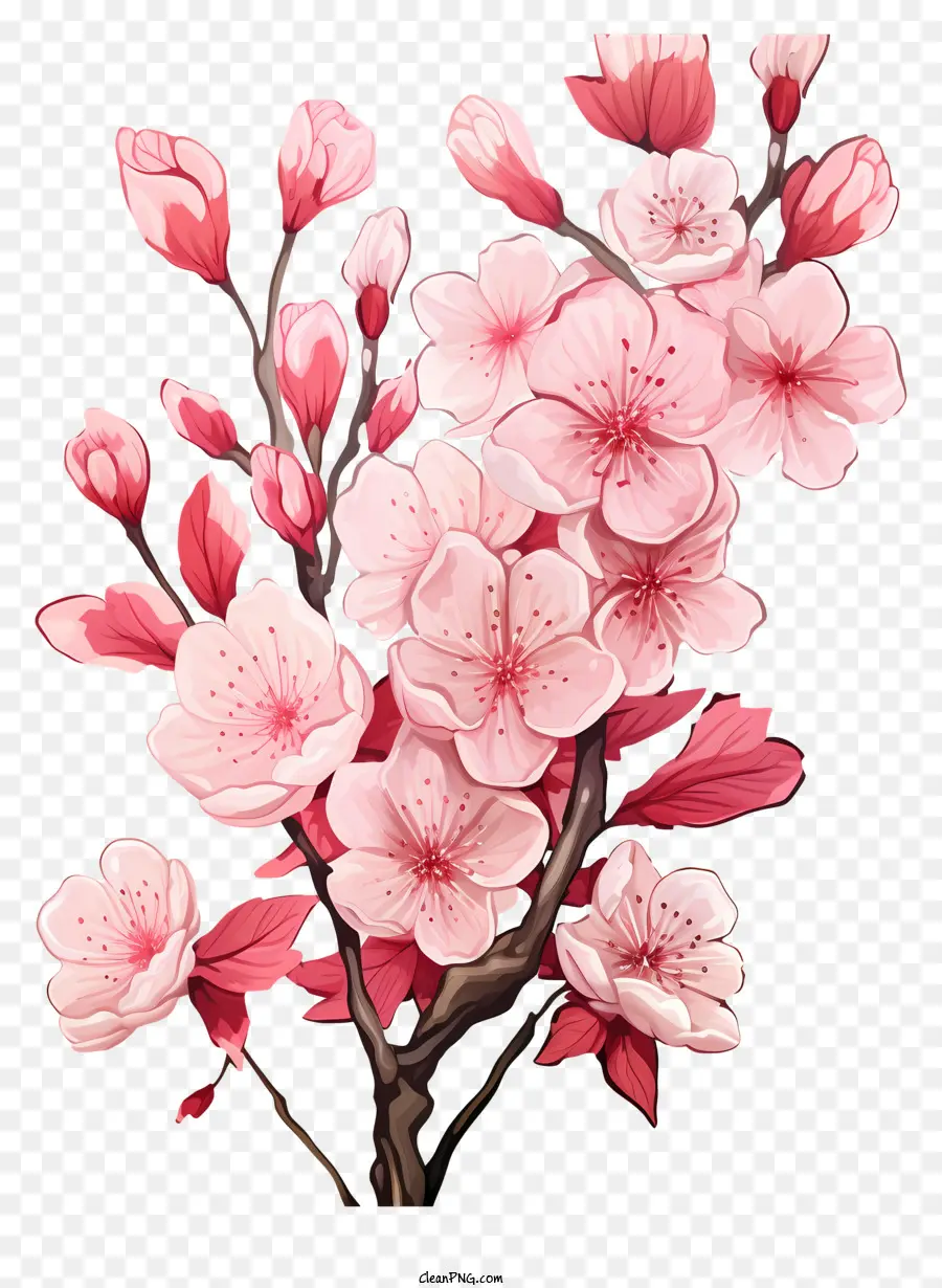 Realistischer Stil Kirschzweig Blüte rosa Blumen Kirschblüten Bouquet Schwarzer Hintergrund - Pink Cherry Blossom Bouquet auf schwarzem Hintergrund