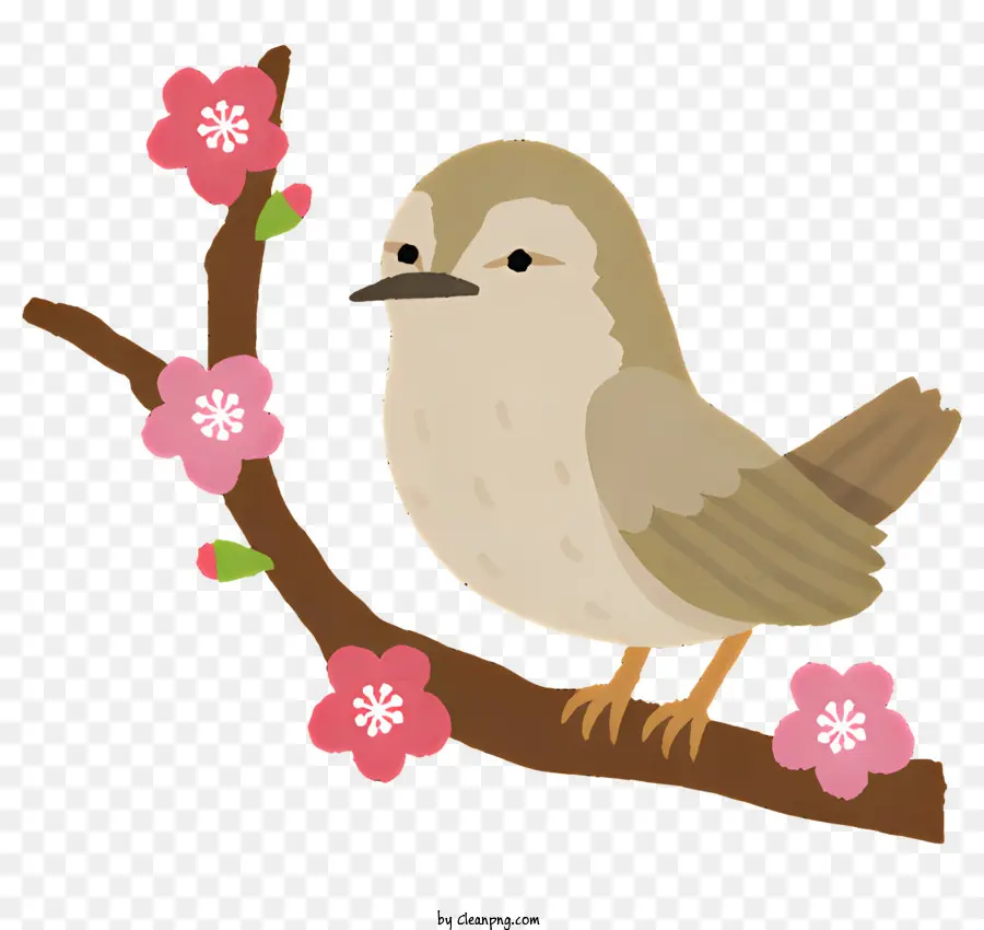 Vogel Vogel auf einem Astbaum mit rosa Blumen kleiner brauner Vogel hellbrauner Schnabel sitzend - Kleiner Vogel, der mit rosa Blumen am Zweig sitzt