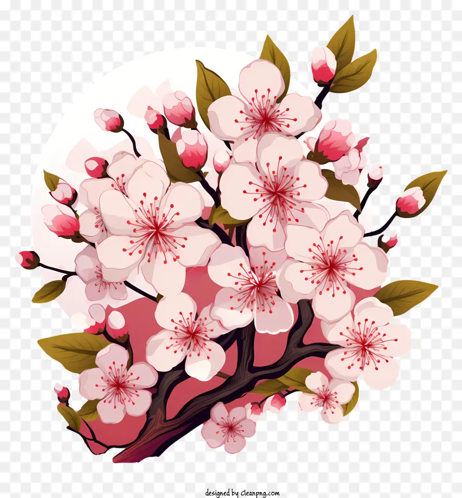 Kirschblüte - Nahaufnahme des blühenden Sakura-Baumes schwanken anmutig