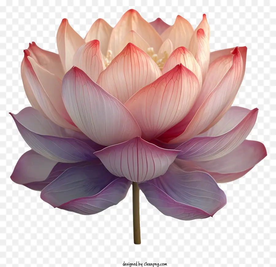 Lotusblüte - Rosa Lotus mit dunklen Kanten, großer Mitte