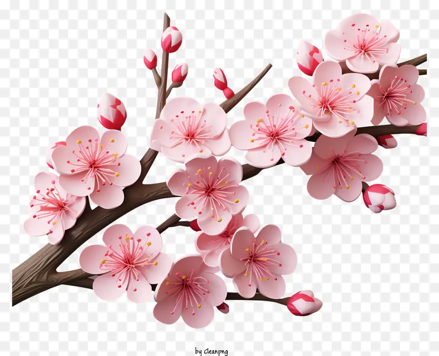 Kirschblüte - Kirschblütenzweige mit rosa Blüten auf Schwarz