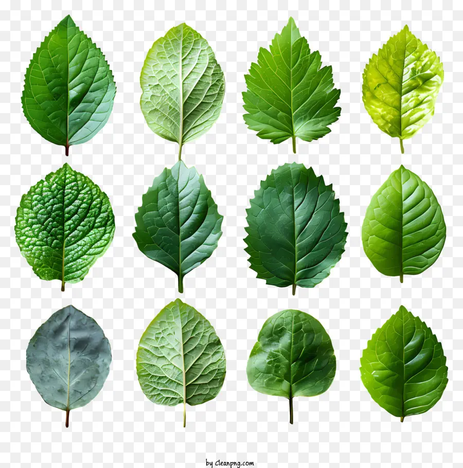 green leaves leaves sizes colors shading