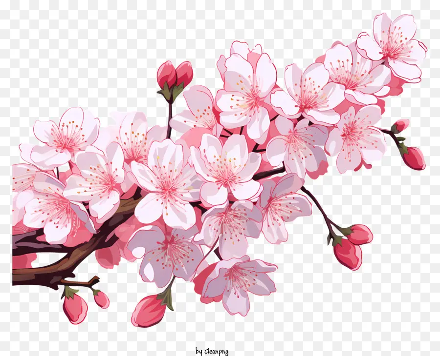 cây anh đào - Cây hoa anh đào với hoa màu hồng lắc lư
