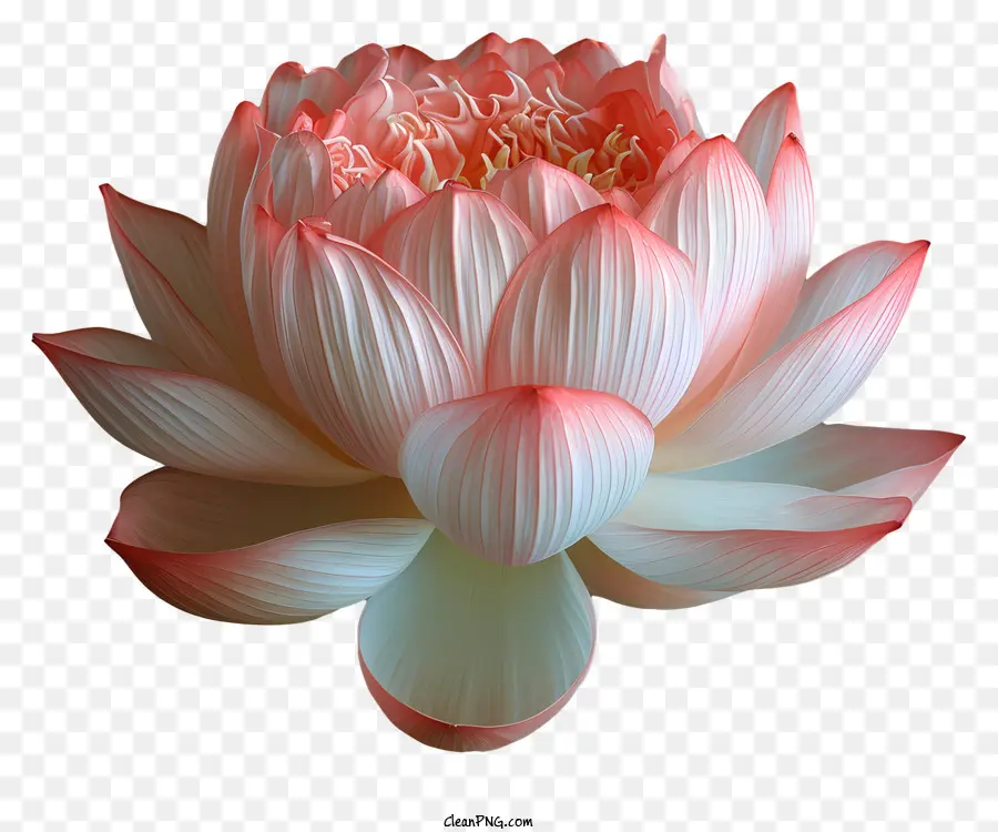 fiore di loto - Fiore di loto rosa con petali bianchi e centro giallo su sfondo scuro