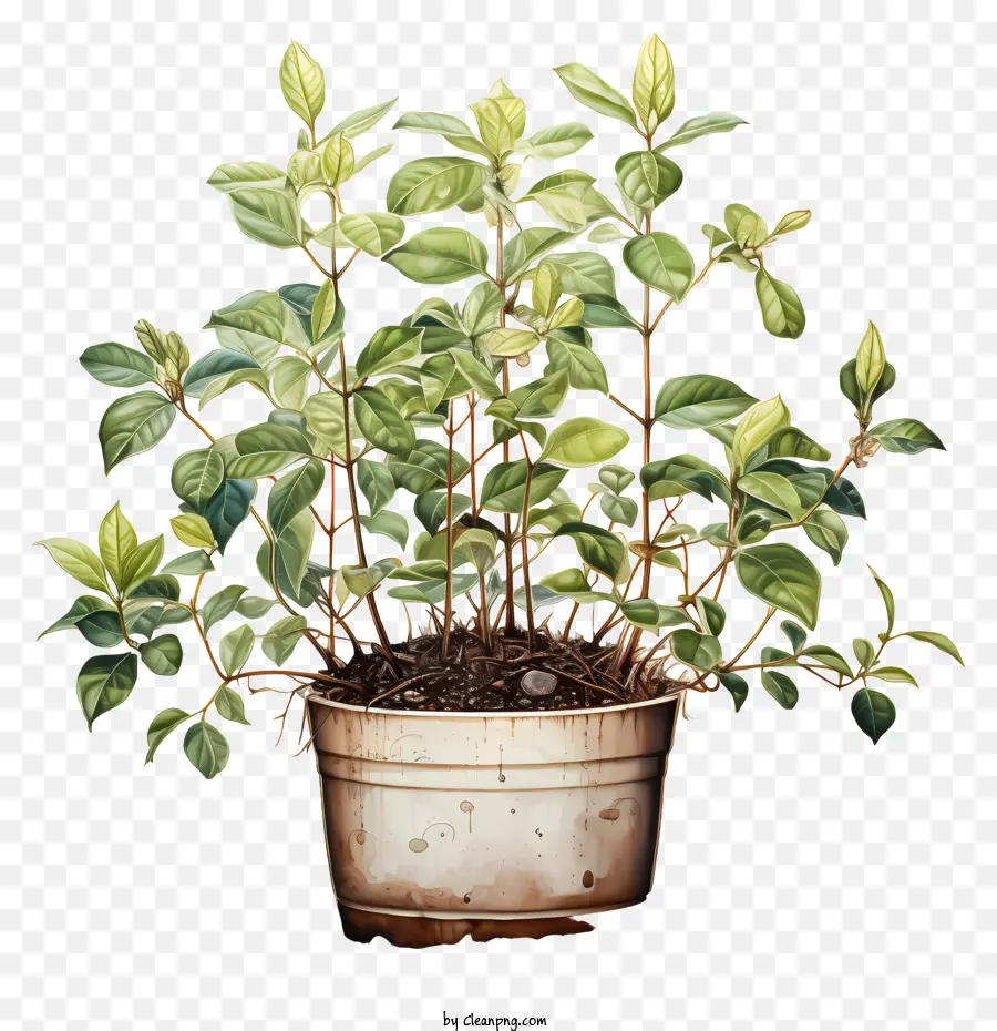 pianta di caffè pianta in pentola ravvicinata pianta colpita vibranti foglie verdi pianta sana - Close-up Shot di pianta in vaso verde sana