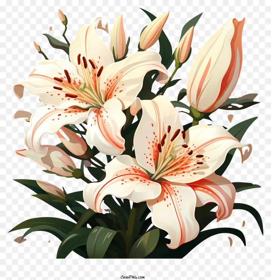 weißer Rand - Schwarz -Weiß -Bild von blühenden weißen Lilien