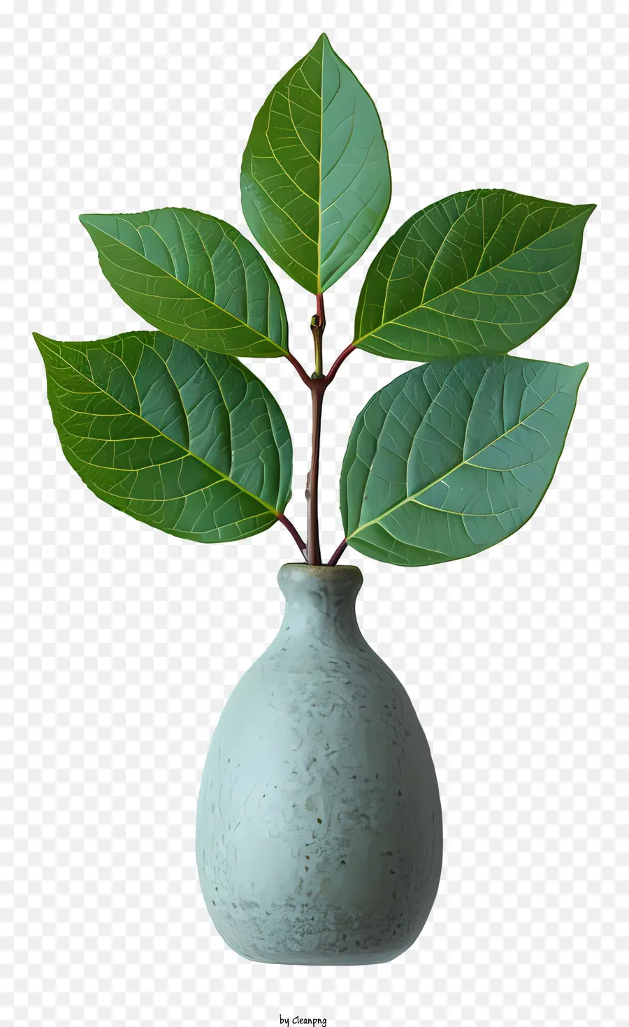 Vỏ cây xanh lá hoa bình nền màu đen lá - Cây xanh nhỏ mọc trong bình, phát triển mạnh