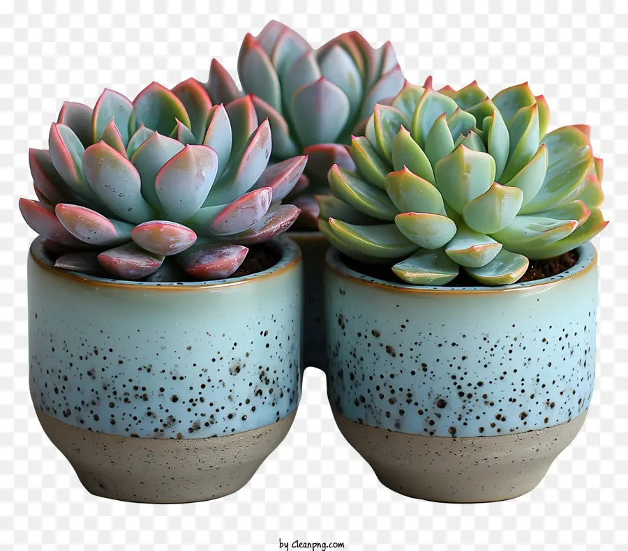 Sukkulente keramische Töpfe grüne Sukkulentenpflanzen rosa Sukkulente Pflanzen Nahaufnahme Fotografie - Nahaufnahme von Keramiktöpfen mit Sukkulenten auf dunklem Hintergrund