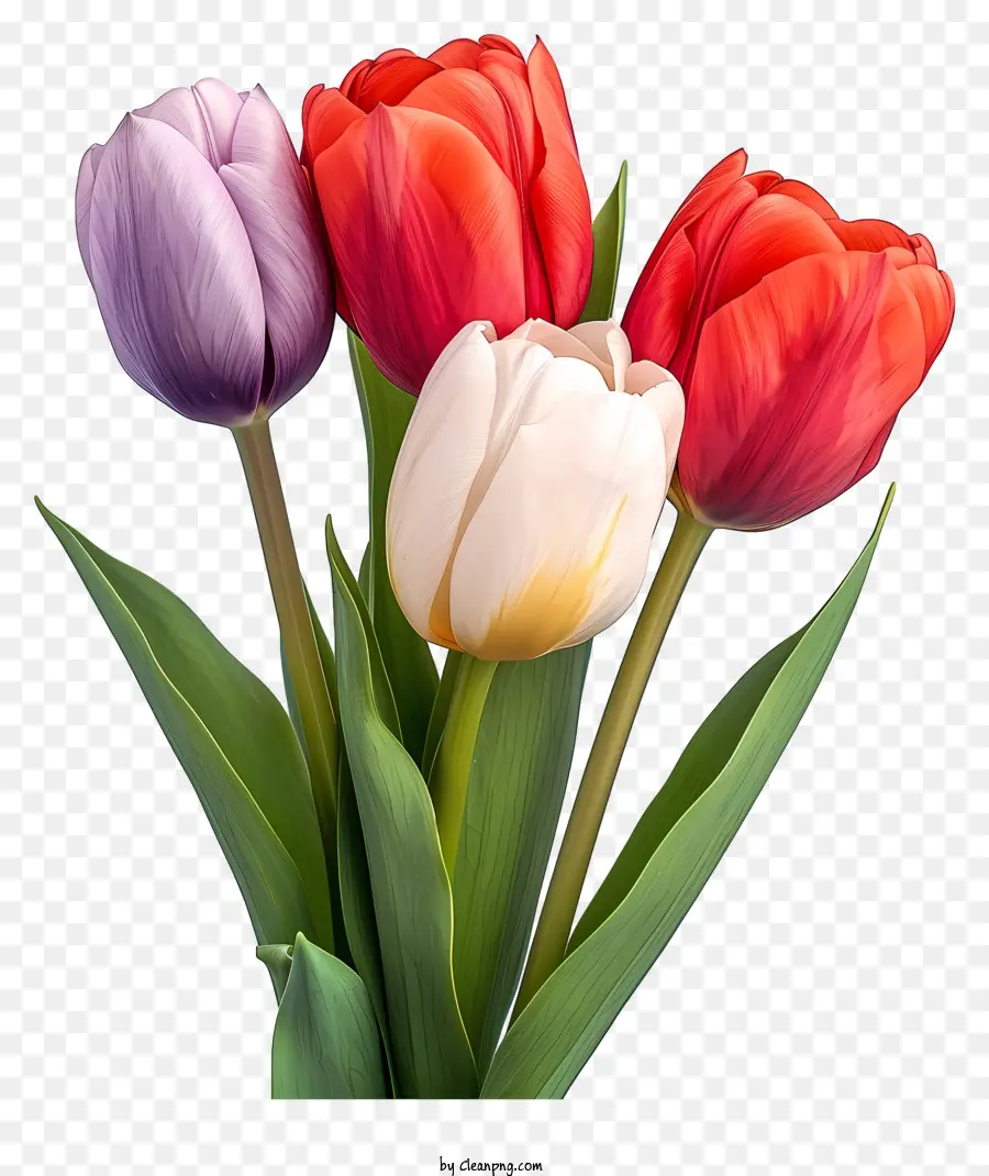 sketch style tulips bouquet colorful tulips long green leaves vase arrangement black background