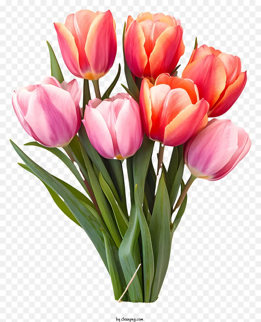 flat tulips bouquet bouquet pink tulips orange tulips green leaves