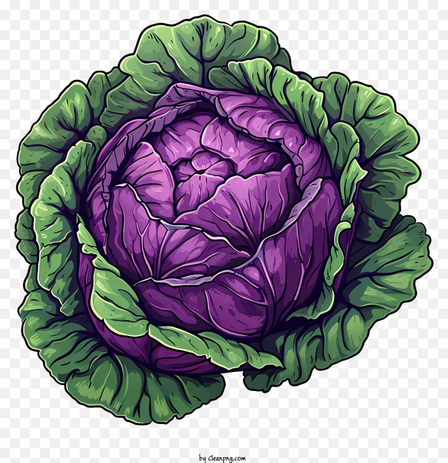 ornamental cabbage purple cabbage large cabbage plant green leaves cabbage