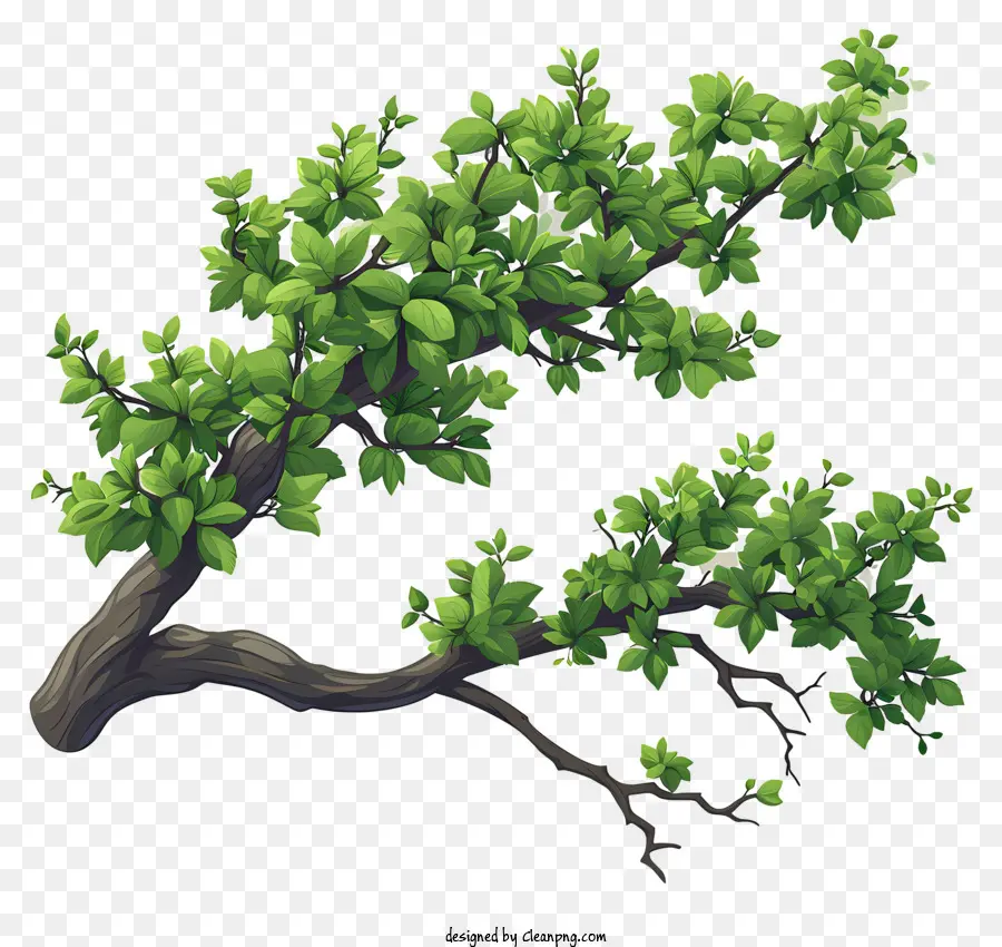 ramo di albero - Ramo dell'albero verde con fiori bianchi, versatile per vari usi