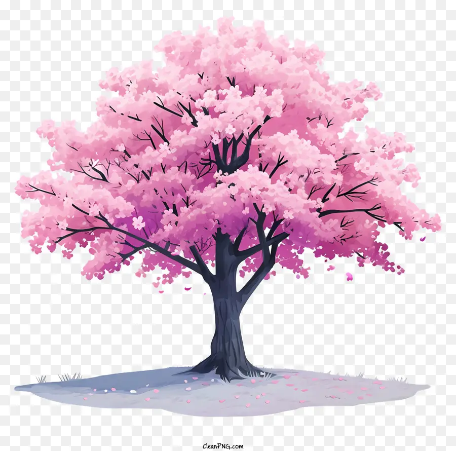 fiore di ciliegio - Albero di fiori di ciliegio rosa in piena fioritura