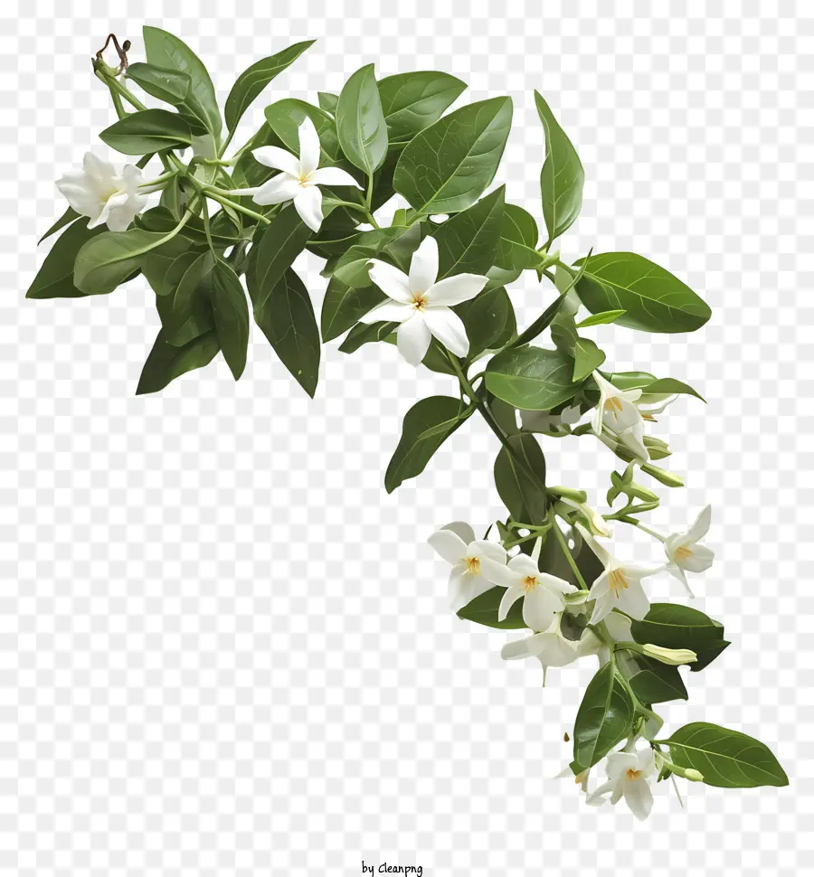 hoa nhài - Hoa Jasmine trắng với lá và thân cây màu xanh lá cây