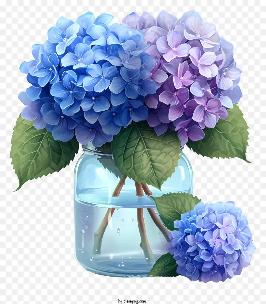 Skizzierhordera in Glas Vase Vase Hortensien Blau und lila Blüten Tisch - Realistische, farbenfrohe Hortensien in einer Glasvase