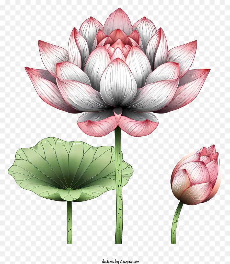 doodle in stile loto fiore rosso fiori di loto petali texture lugogenne - Immagine dei fiori di loto rosso sullo sfondo nero