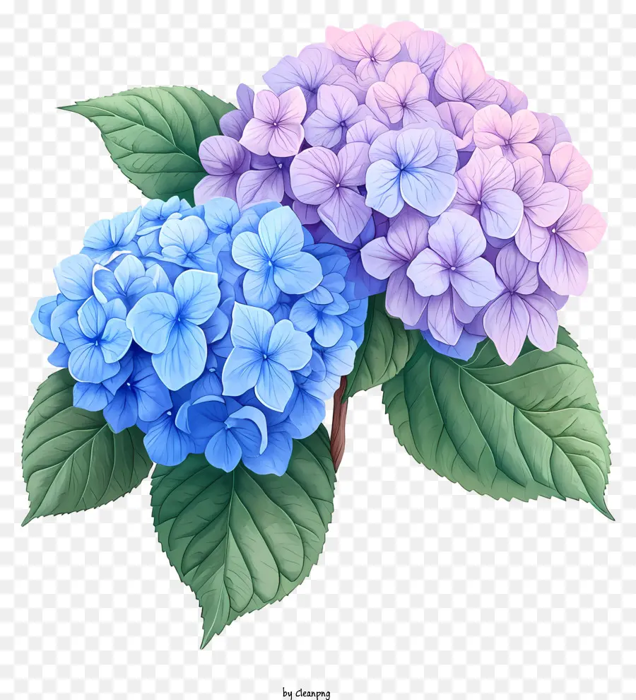 hand drawn hydrangea flower hydrangea flowers purple hydrangeas blue hydrangeas full bloom hydrangeas