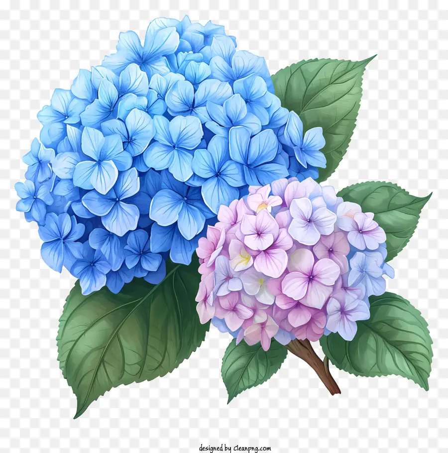 handgezogene Hortensie Blume Hortensie Blumen Blaue Blüten rosa Blumen blühen Blumen - Lebendige blaue und rosa Hydrantblüten blühen