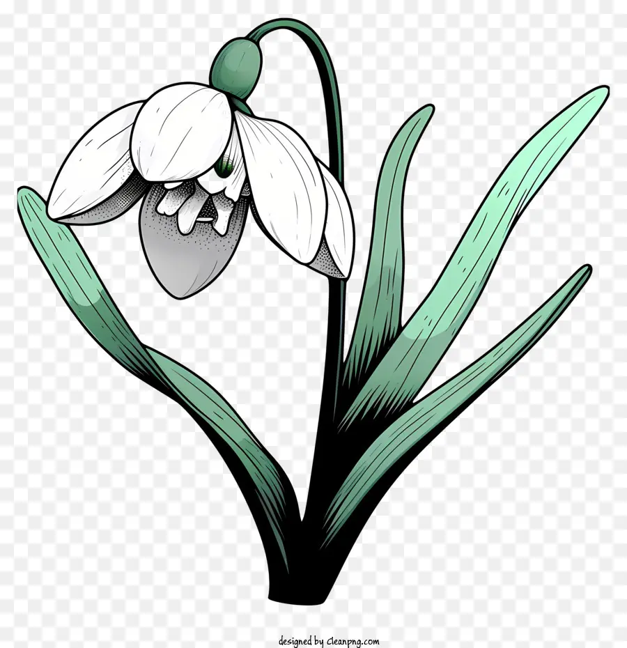 weiße Blume - Einfache, saubere Zeichnung der weißen Blume; 
friedlich
