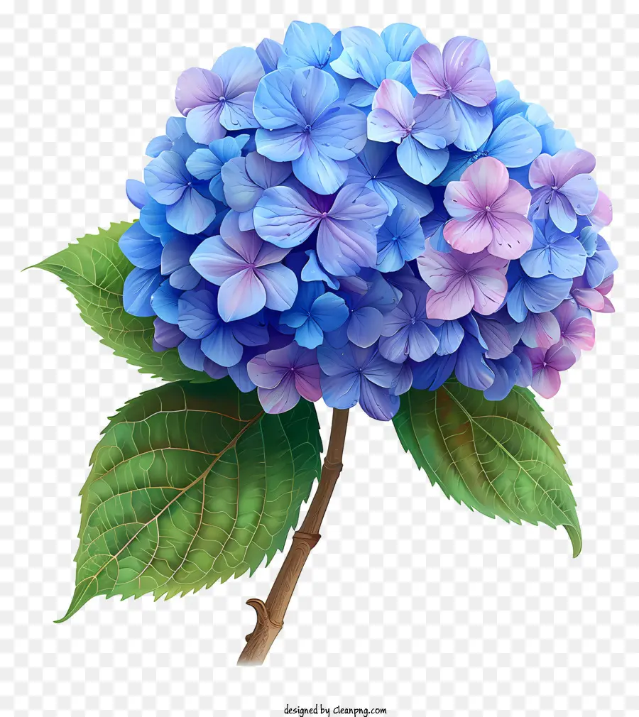 Blaue Blume - Blau, rosa und lila Blume auf schwarzem Hintergrund