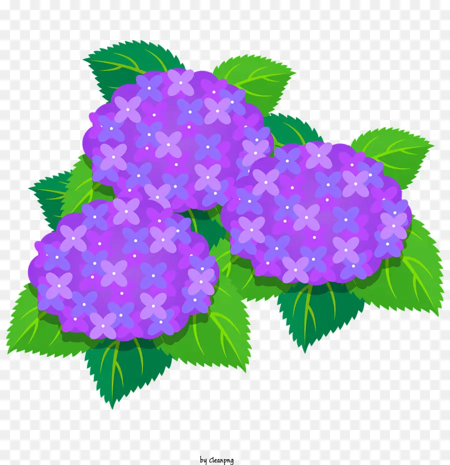 Hoa màu tím hoa cẩm tú cầu màu xanh lá cây hoa cẩm tú cầu tươi - Hoa cẩm tú cầu màu tím với lá và chồi, trạng thái không chắc chắn, trên bề mặt đen