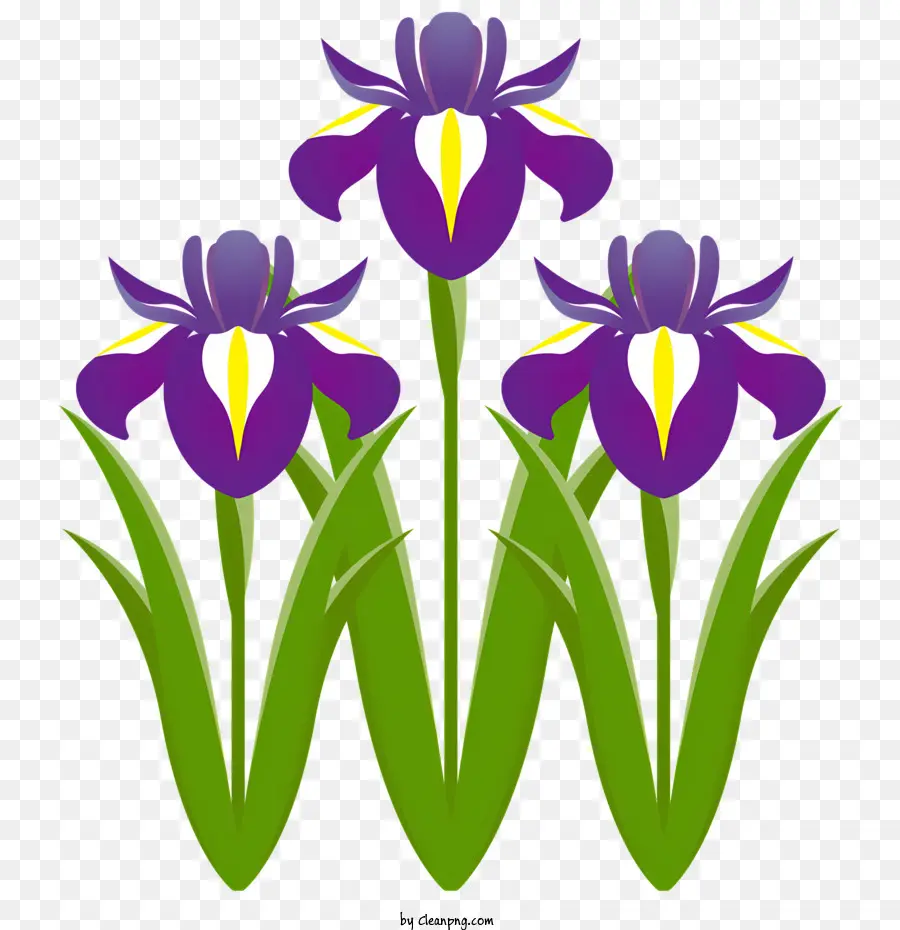 Blumen lila Iris Blumenfotografie Dreieck-förmige Iris-weiß-zentrierte Iris - Drei lila Iris mit weißen Zentren und gelben Staubblättern