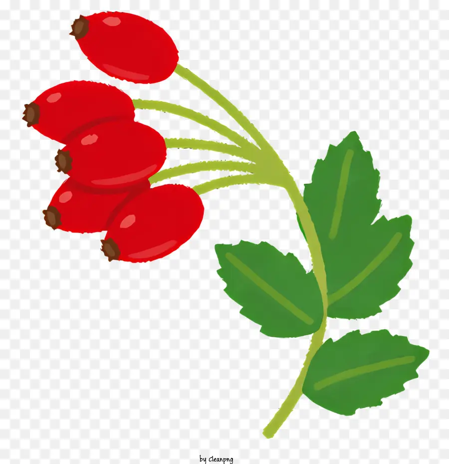 rote rose - Frische rote Rose oder Geißblatt mit Beeren