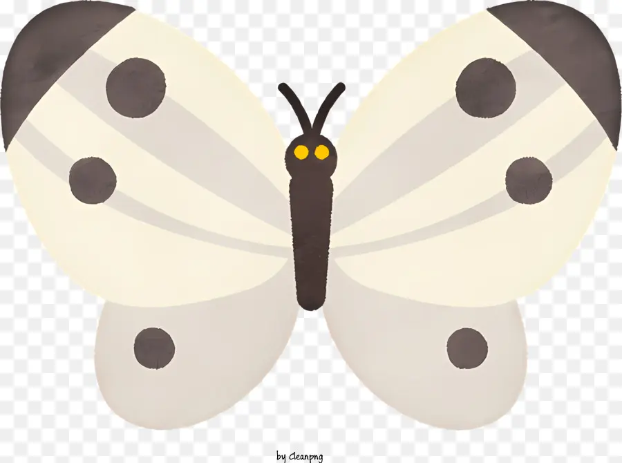 schwarzer Rand - Weißer Schmetterling mit schwarzen Flecken auf Flügeln