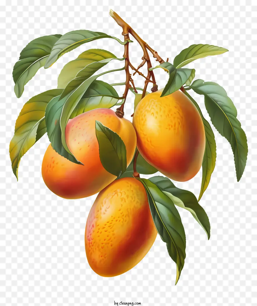 ast - Lebendiges Gemälde von reifen Mangos am Zweig