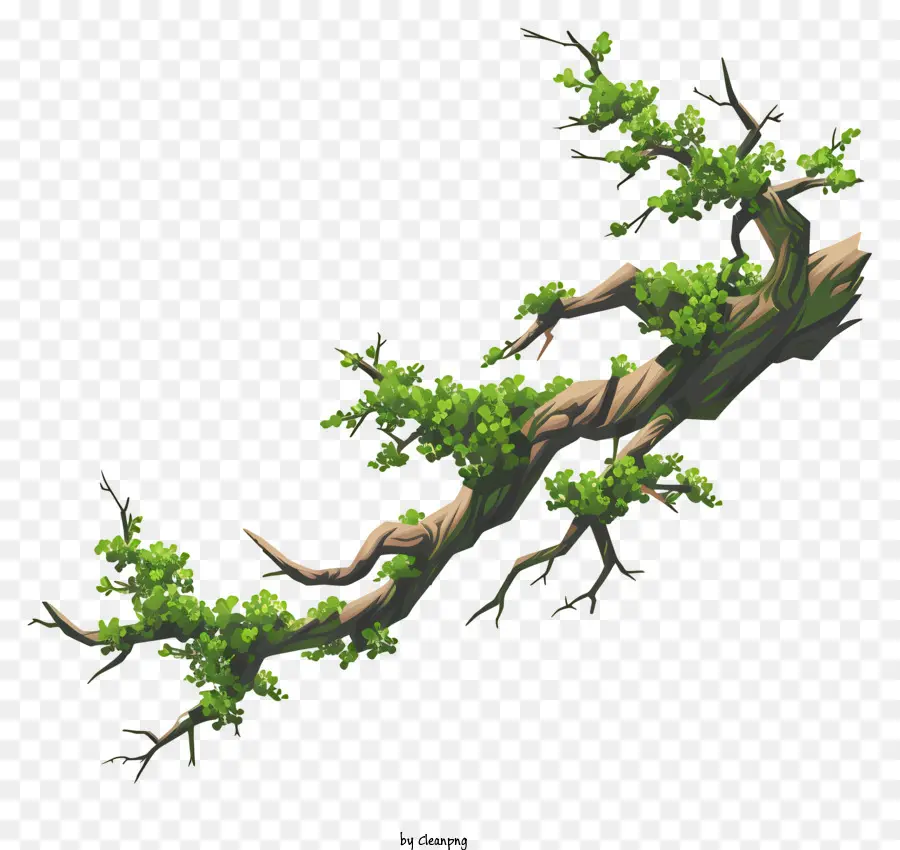 cành cây và rêu cây xanh nhánh cây sống cành cây - Cành cây xanh với lá và quả