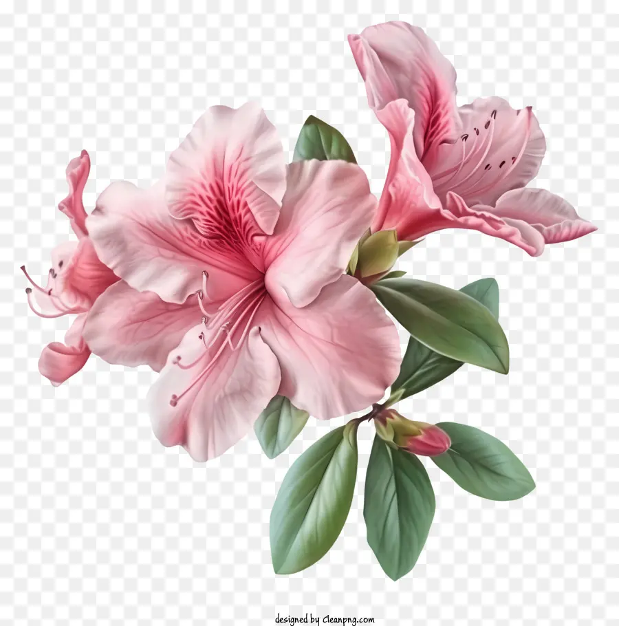 Eleganti fiori di fiori di azalea realistici Fiori rosa cinque petali Circulari foglie appassite - Fiori rosa con foglie appassite sullo stelo