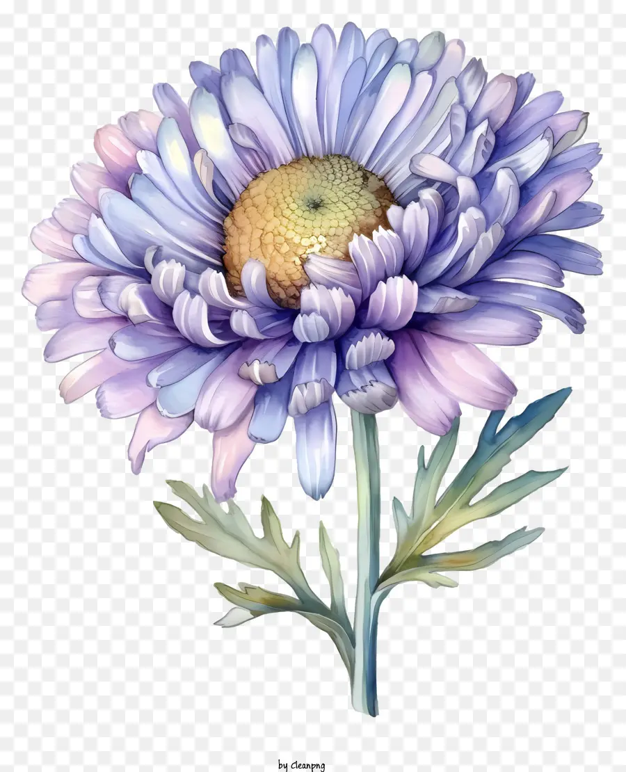 acquerello elegante aster fiore viola crisantemo petalo giallo cerchio centro petali ondulati lunghi - Fiore di crisantemo viola con petali ondulati
