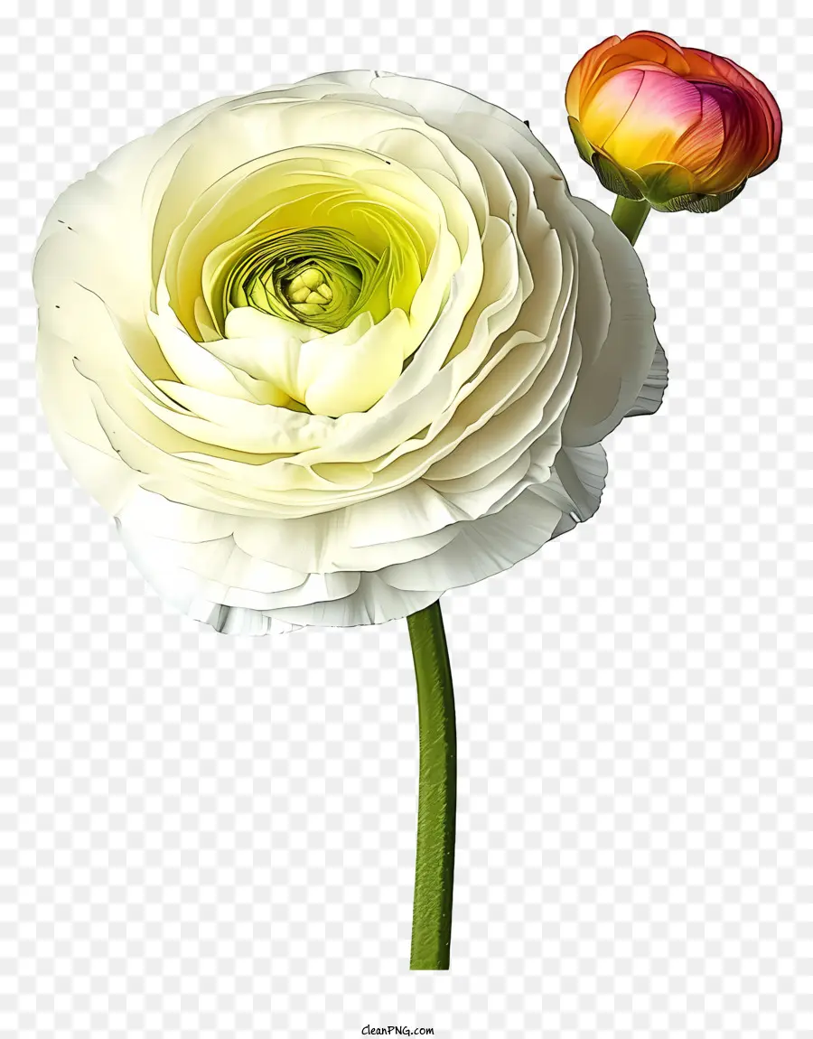 weiße Blume - Frische weiße Blume mit gekräuselten Blütenblättern, Orange Center