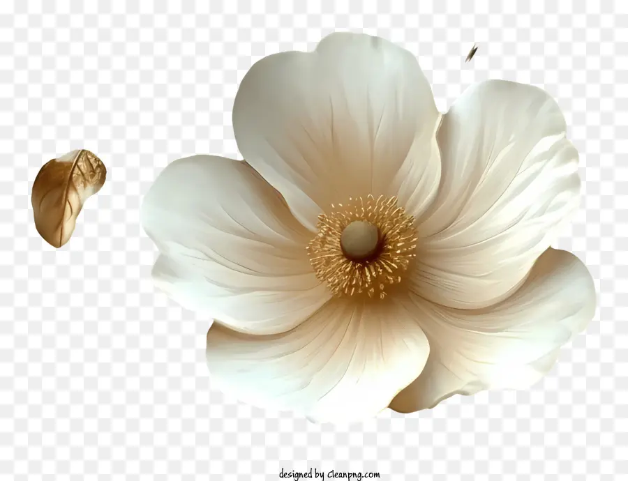 Bối cảnh hoa mẫu - Cận cảnh một bông hoa trắng tinh tế, đầy đủ