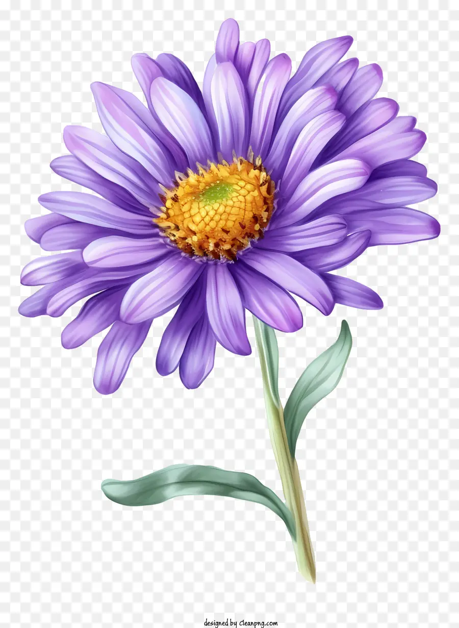 fiore viola - Fiore viola con 5 petali e centro giallo