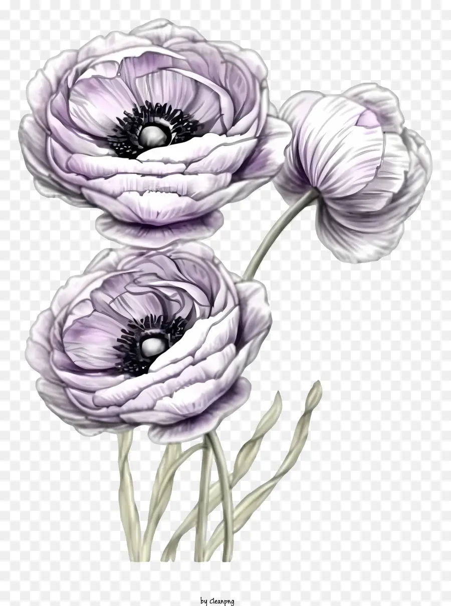 Elegant Ranunculus Blumenvektor Draw Design Bouquet Lila Blüten schwimmende Blumen schwarzer Hintergrund - Schwimmende lila Blumen auf schwarzem Hintergrund, verträumt