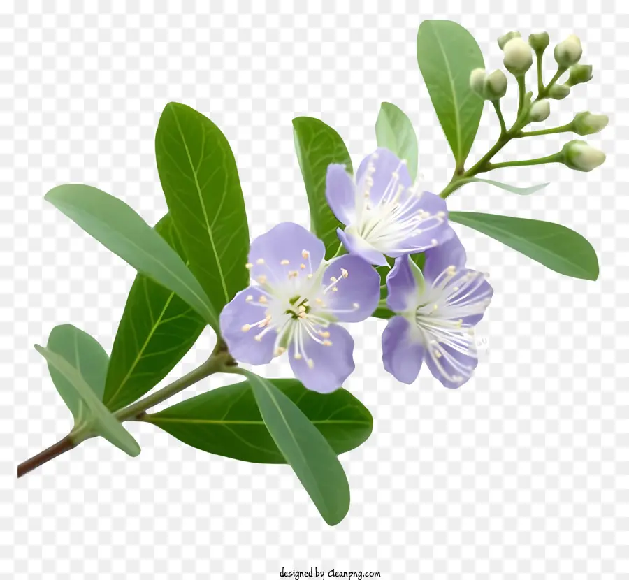 hoa tím - Hoa màu tím với các trung tâm màu trắng được bao quanh bởi lá xanh