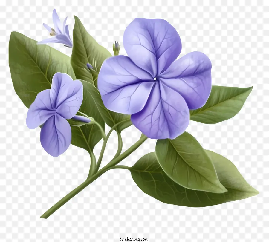 Violett Blume - Einfach, schwarz -weißes Bild der violetten Blume
