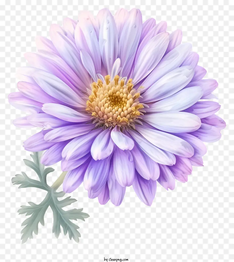 fiore viola - Grande fiore viola in piena fioritura con centro giallo, sei petali e foglie verde scuro su uno sfondo nero